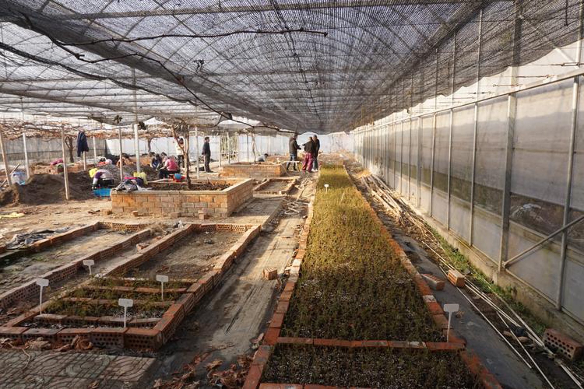 脐橙苗发展概况与趋势探究