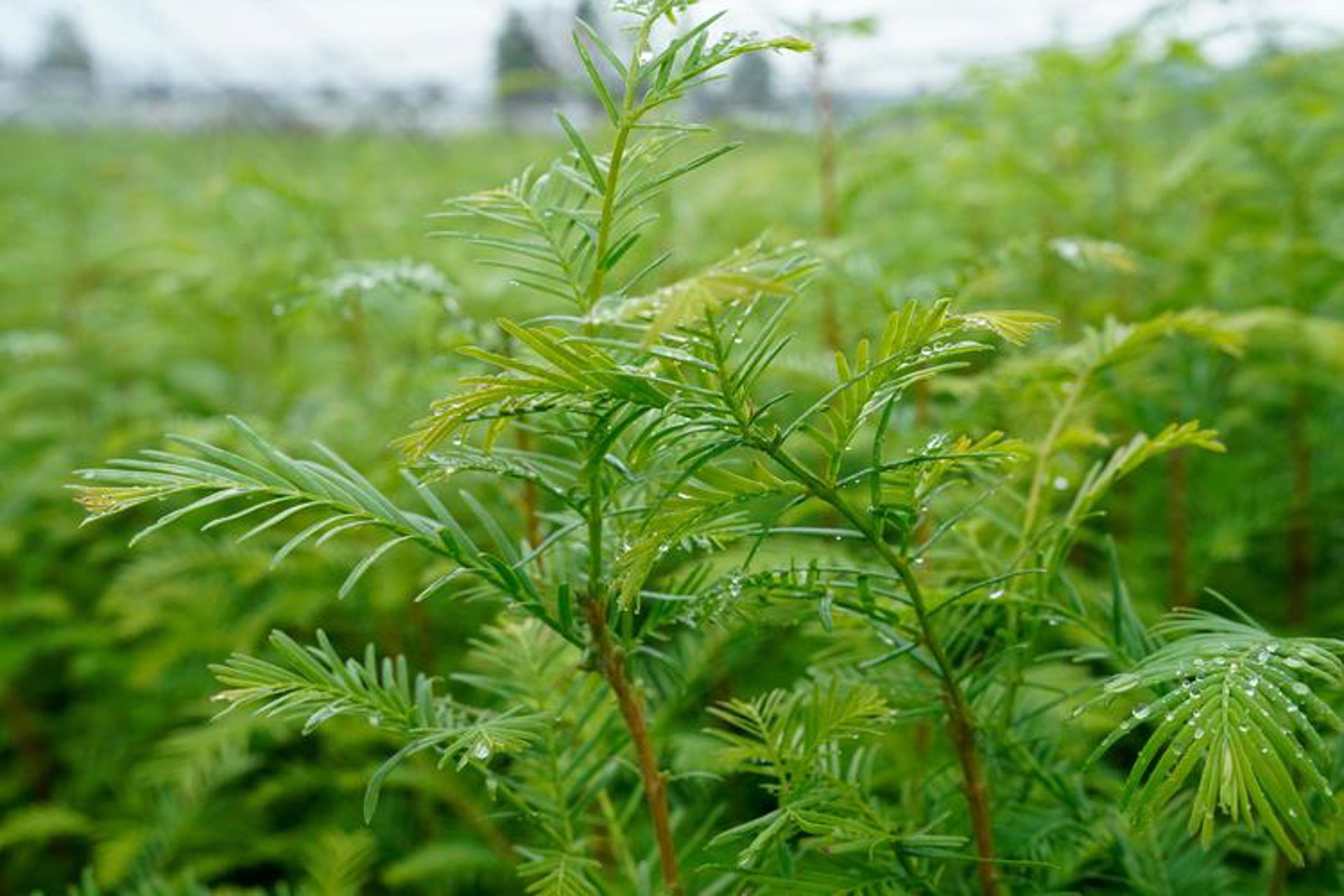油茶苗选购全攻略：让您的种植更专业更有保障